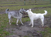 honden foto van adelheid