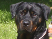 honden foto van ilse en jessy