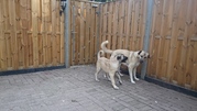 honden foto van Arjan 