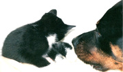 honden foto van rob hageman