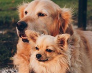 honden foto van Jasmijn