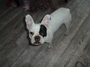 honden foto van Selma