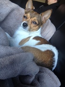 honden foto van Kim & Bailey