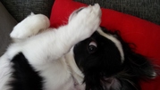 honden foto van Kelly&Mila