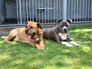 honden foto honden foto van Roscoe & Bobby