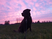 honden foto honden foto van Lau