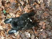 honden foto van Samanta