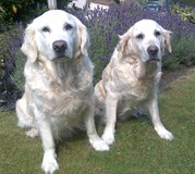 honden foto honden foto van Sylvia