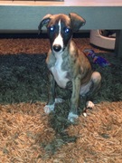 honden foto van Simon Vlaeminck