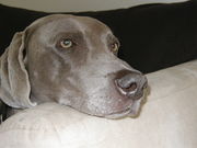 honden foto van sary