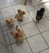 honden foto van Bianca