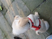 honden foto van luciena 