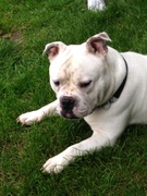 honden foto honden foto van Kim