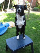 honden foto van iris