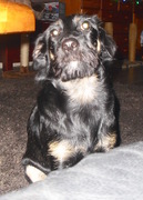 honden foto honden foto van Bica_Chu