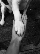 honden foto honden foto van DoggyPaws