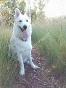 honden foto van Liesbeth Volders