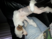 honden foto van cindy