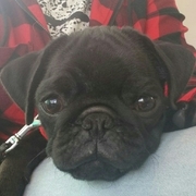 honden foto van Deborah