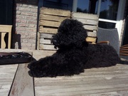 honden foto van Leonie