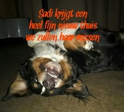 honden foto van Dutch Auti
