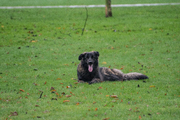 honden foto honden foto van Sasha * & Darco en Benchy
