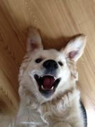 honden foto honden foto van Nathalie & Joep