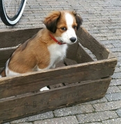 honden foto van Kooiker