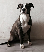 honden foto van Maya