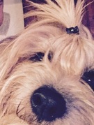 honden foto van Desirée