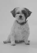 honden foto van Stephanie