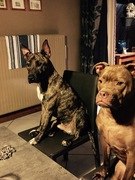 honden foto van Sanne