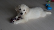 honden foto honden foto van Wendy