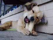 honden foto van Henk Groen