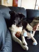 honden foto van jannie kagiorgis