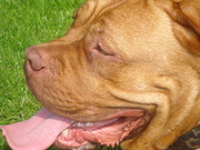 honden foto van brenda