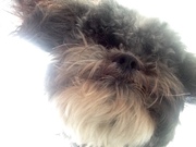 honden foto van Sophie