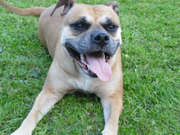 honden foto van Kathleen