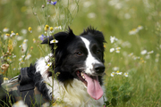 honden foto van Lizanne