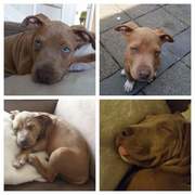 honden foto honden foto van Hakan