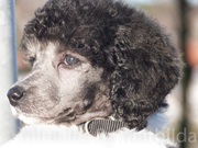 honden foto van nathalie