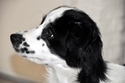 honden foto van Claudia