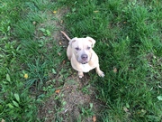 honden foto honden foto van angelique