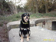 honden foto van philip lukassen