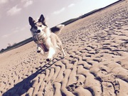 honden foto van Debbie en Cita