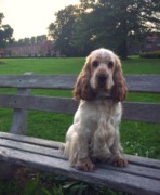 honden foto honden foto van Joep