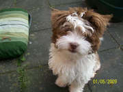 honden foto van roos