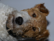 honden foto van Lucky the Fox