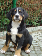 honden foto van Eric