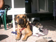 honden foto van Bhumba en Kismo